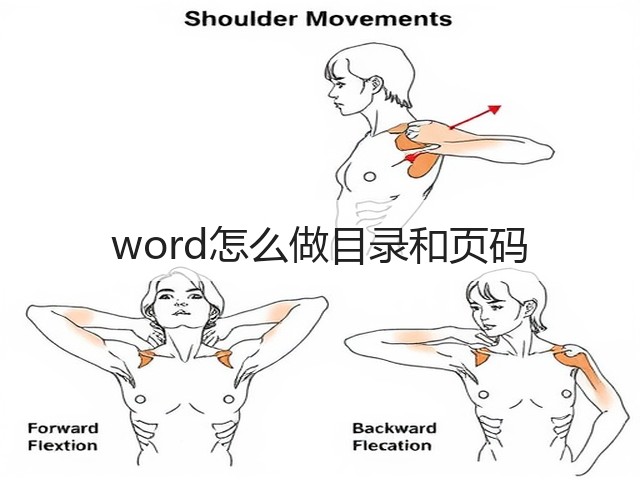 word怎么做目录和页码(图3)